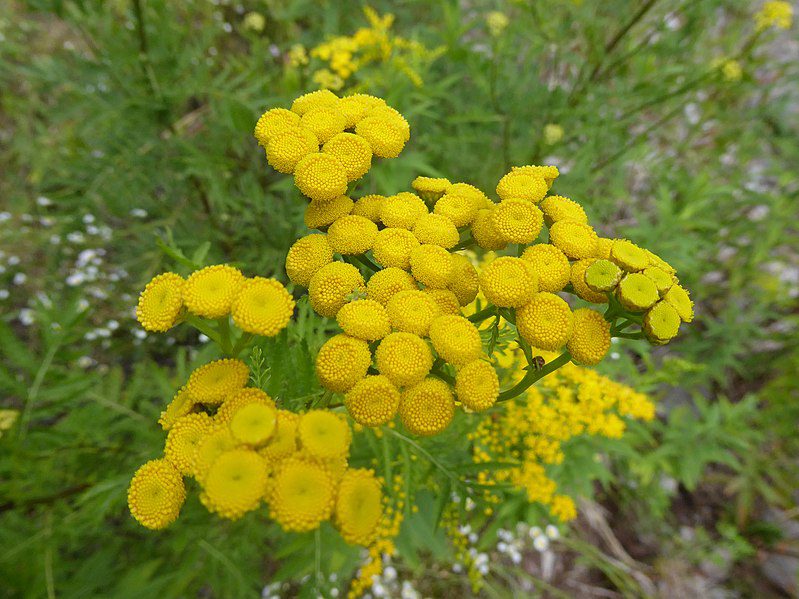 WROTYCZ POSPOLITA- NA KOMARY, KLESZCZE, MUCHY - LECZNICZY – TANACETUM VULGARE 100 nasion ! - obrazek 3