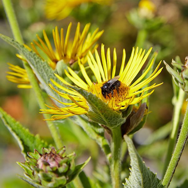 MIODODAJNY OMAN WIELKI – OBNIŻA CHOLESTEROL - INULA HELENIUM - obrazek 2
