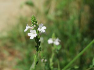 WERBENA LECZNICZA – DEPRESJA, NERWY, BEZSENNOŚĆ - VERBENA OFFICINALIS