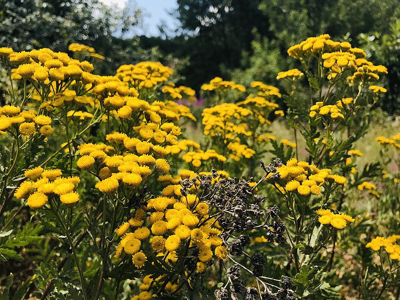 WROTYCZ POSPOLITA- NA KOMARY, KLESZCZE, MUCHY - LECZNICZY – TANACETUM VULGARE 100 nasion ! - obrazek 2