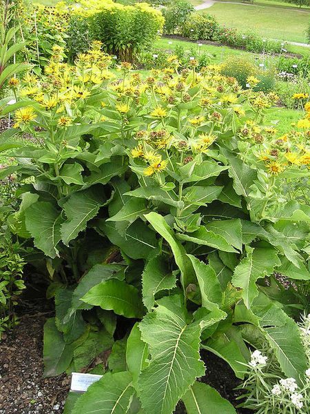 MIODODAJNY OMAN WIELKI – OBNIŻA CHOLESTEROL - INULA HELENIUM - obrazek 3