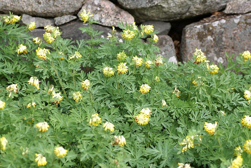 KOKORYCZ SZLACHETNA – CORYDALIS NOBILIS - obrazek 3