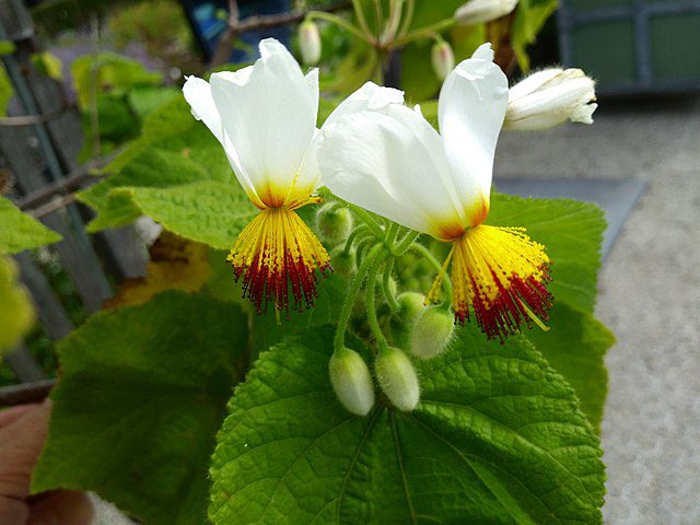LIPKA POKOJOWA - SPARMANNIA AFRICANA