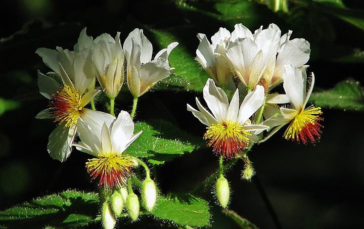 LIPKA POKOJOWA - SPARMANNIA AFRICANA - obrazek 2
