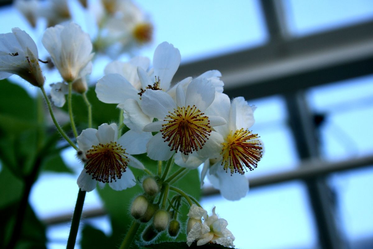 LIPKA POKOJOWA - SPARMANNIA AFRICANA - obrazek 3