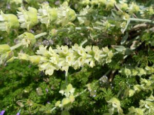 GOJNIK - LIBAŃSKA HERBATA - SIDERITIS SYRIACA
