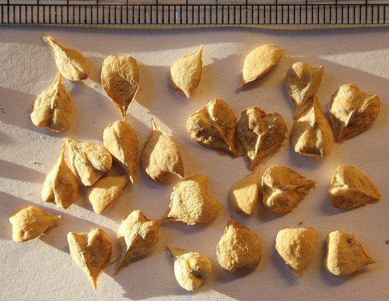 KADZIDŁOWIEC INDYJSKI - BOSWELLIA SERRATA - NA STRES, STAWY, BÓL KOLAN, PŁUCA - obrazek 2