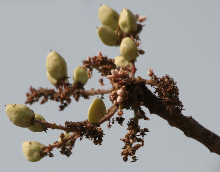 KADZIDŁOWIEC INDYJSKI - BOSWELLIA SERRATA - NA STRES, STAWY, BÓL KOLAN, PŁUCA - obrazek 3