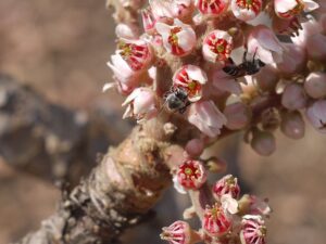 KADZIDŁOWIEC INDYJSKI - BOSWELLIA SERRATA - NA STRES, STAWY, BÓL KOLAN, PŁUCA