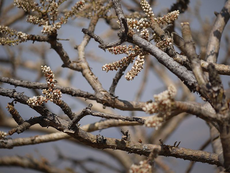 KADZIDŁOWIEC INDYJSKI - BOSWELLIA SERRATA - NA STRES, STAWY, BÓL KOLAN, PŁUCA - obrazek 5