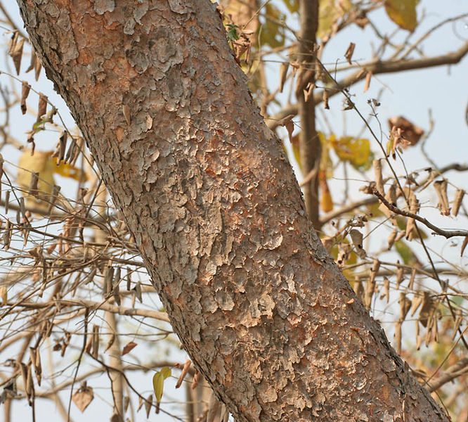 KADZIDŁOWIEC INDYJSKI - BOSWELLIA SERRATA - NA STRES, STAWY, BÓL KOLAN, PŁUCA - obrazek 4
