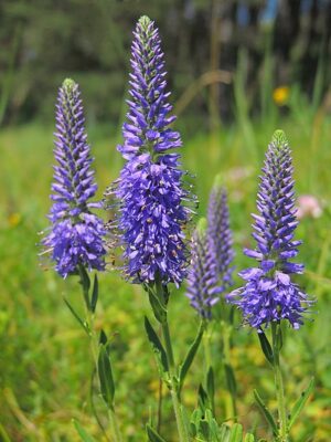 PRZETACZNIK KŁOSOWY - VERONICA SPICATA