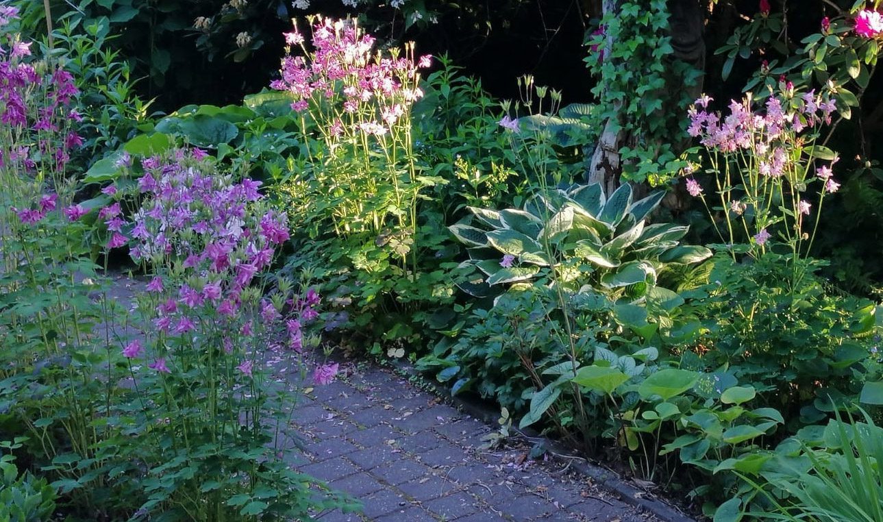 ORLIKI - RÓŻNE KOLORY - AQUILEGIA - 300 NASION - obrazek 5