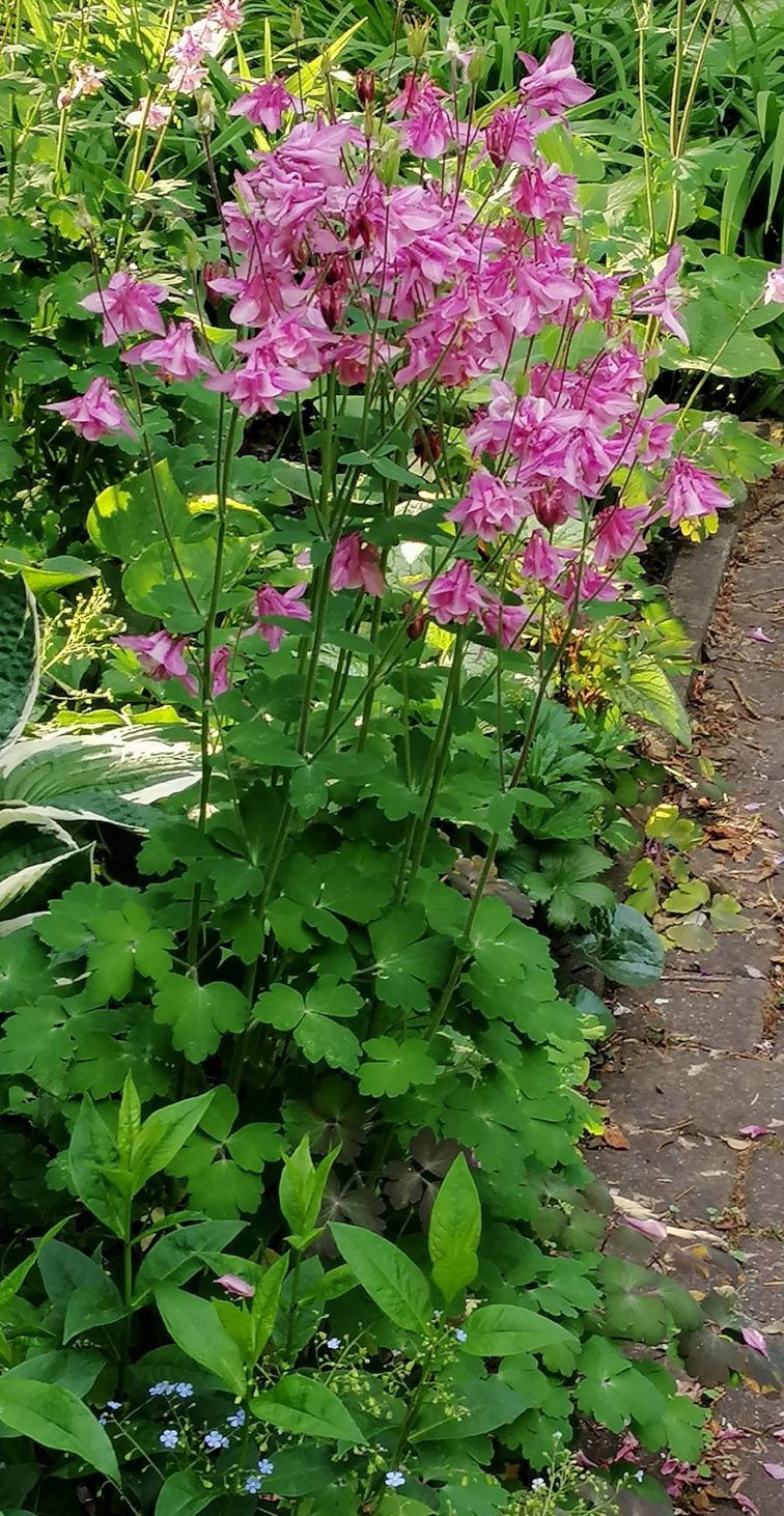 ORLIKI - RÓŻNE KOLORY - AQUILEGIA - 300 NASION - obrazek 4