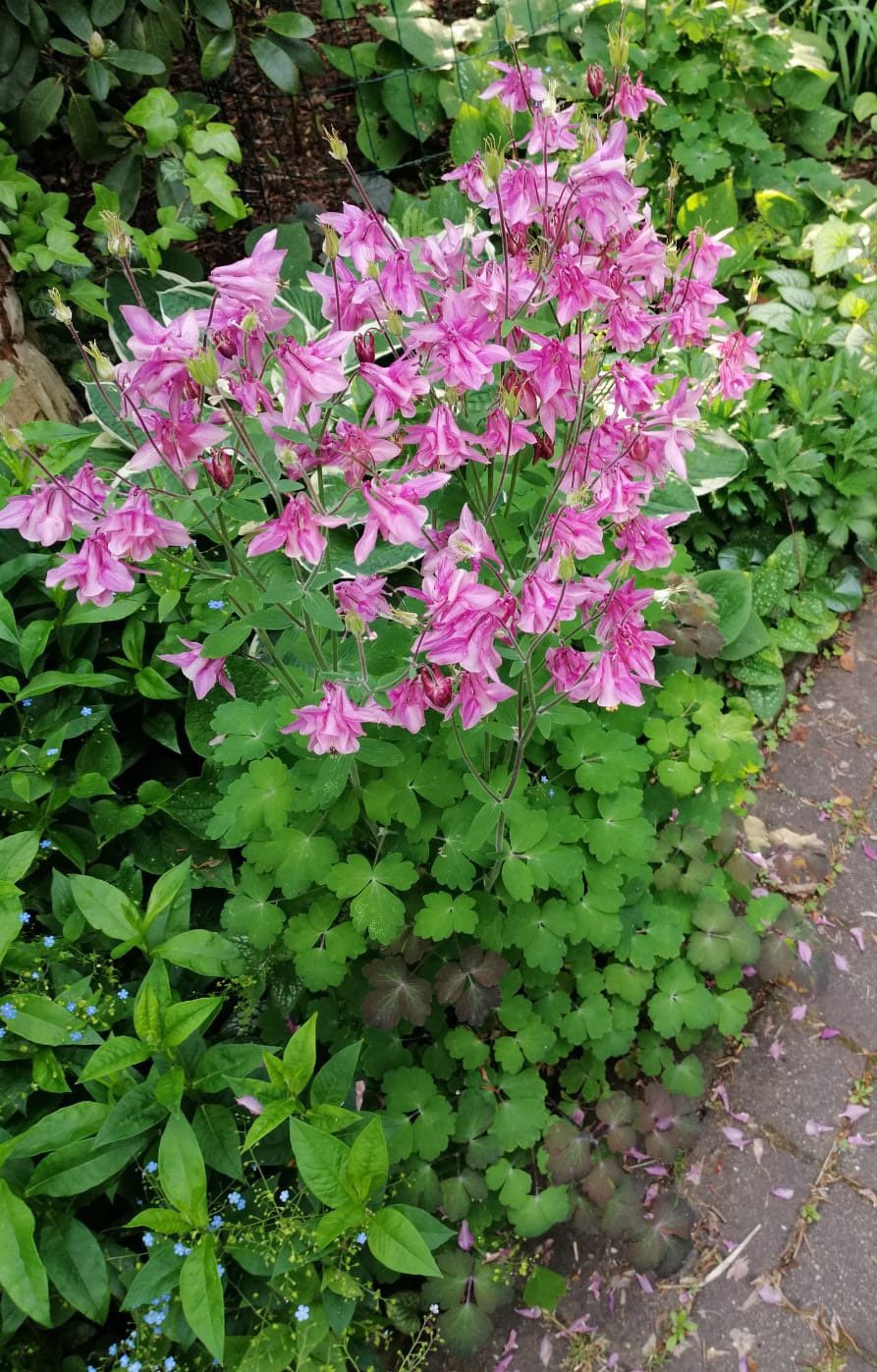 ORLIKI - RÓŻNE KOLORY - AQUILEGIA - 300 NASION - obrazek 3