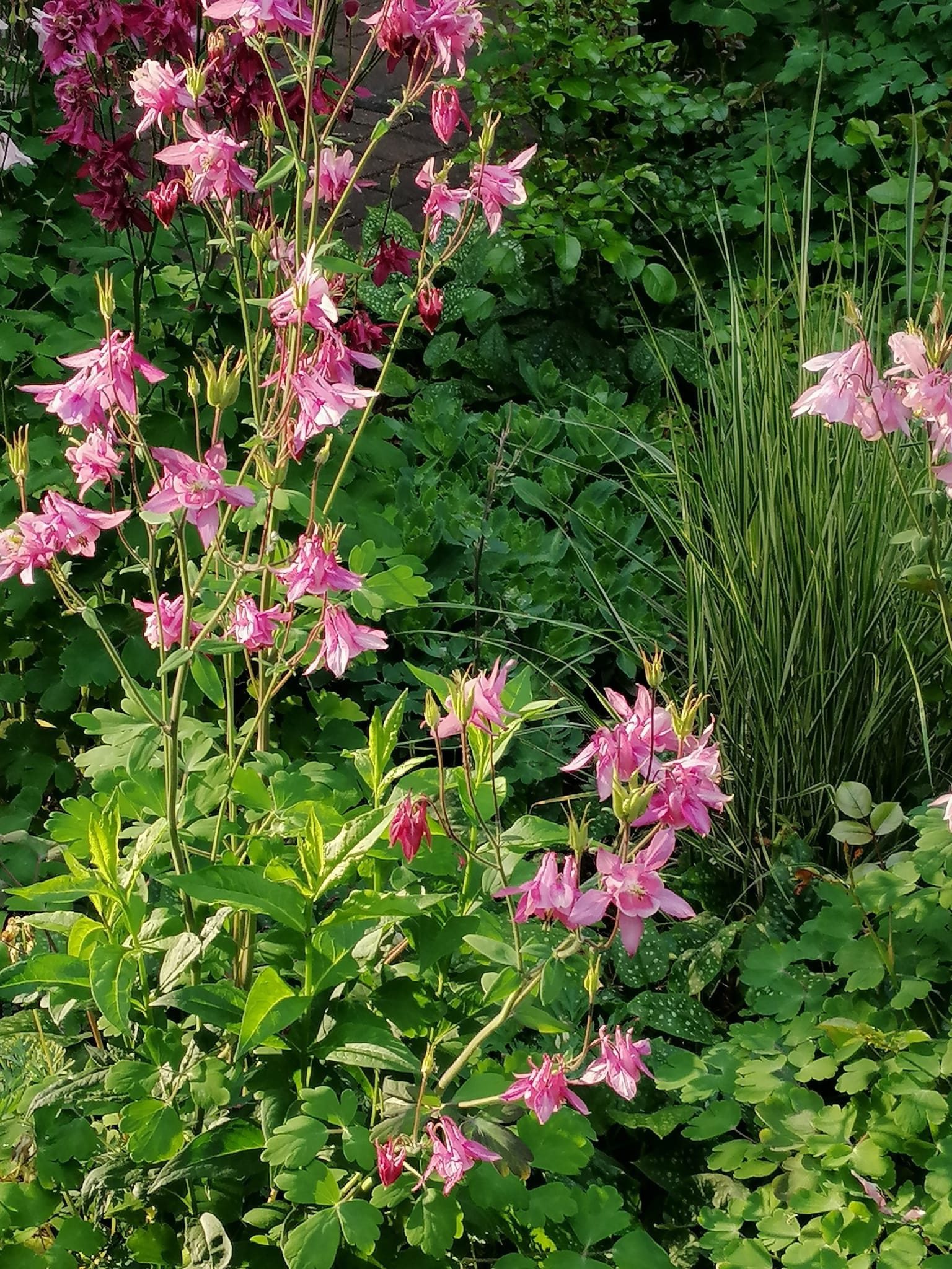 ORLIKI - RÓŻNE KOLORY - AQUILEGIA - 300 NASION - obrazek 2