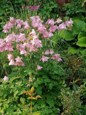 ORLIKI - RÓŻNE KOLORY - AQUILEGIA - 300 NASION