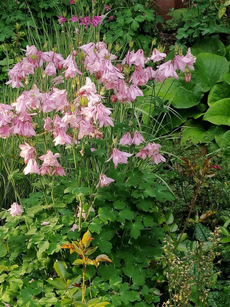 ORLIKI - RÓŻNE KOLORY - AQUILEGIA - 300 NASION