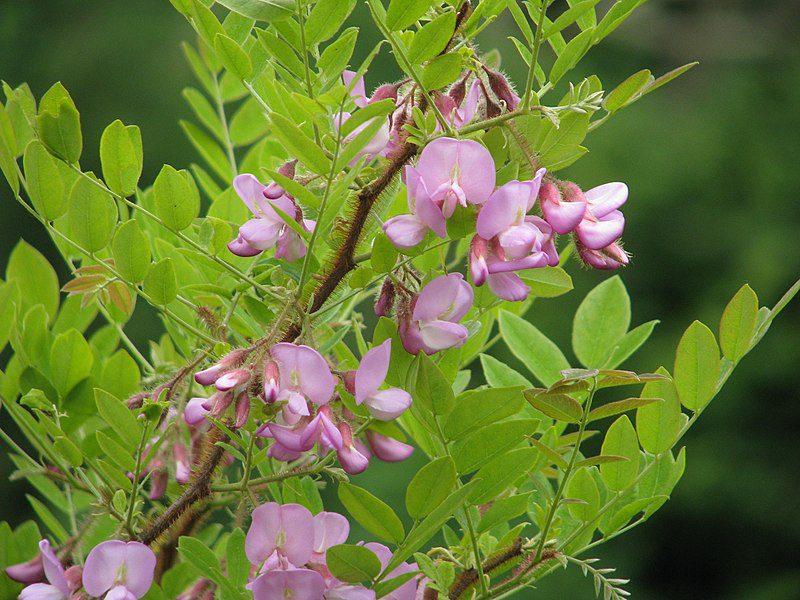 ROBINIA WŁOCHATA - MIODODAJNA - ROBINIA FERTILIS