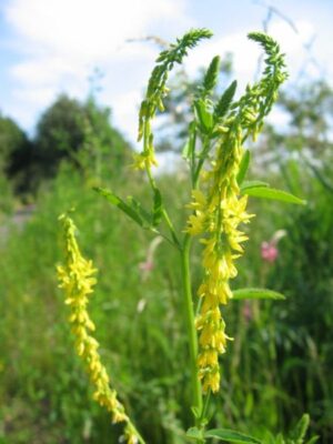 NOSTRZYK LEKARSKI - PYSZNY MIÓD -MELILOTUS OFFICINALIS