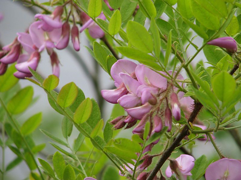 ROBINIA WŁOCHATA - MIODODAJNA - ROBINIA FERTILIS - obrazek 2