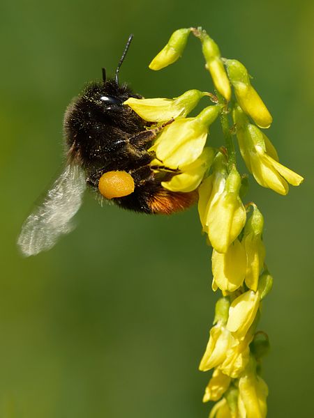 NOSTRZYK LEKARSKI - PYSZNY MIÓD -MELILOTUS OFFICINALIS - obrazek 2
