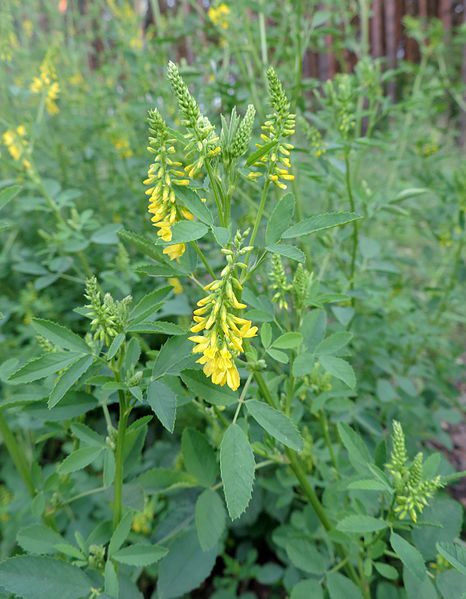 NOSTRZYK LEKARSKI - PYSZNY MIÓD -MELILOTUS OFFICINALIS - obrazek 3