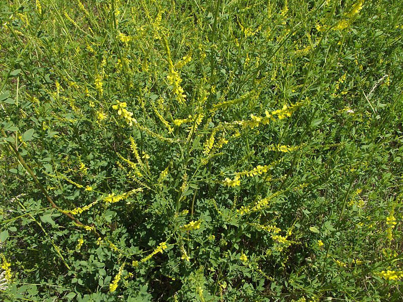 NOSTRZYK LEKARSKI - PYSZNY MIÓD -MELILOTUS OFFICINALIS - obrazek 4