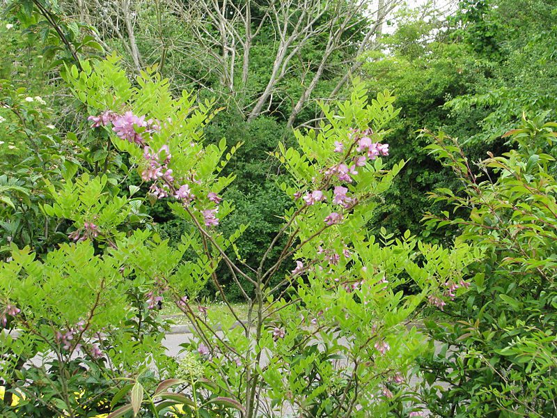 ROBINIA WŁOCHATA - MIODODAJNA - ROBINIA FERTILIS - obrazek 3