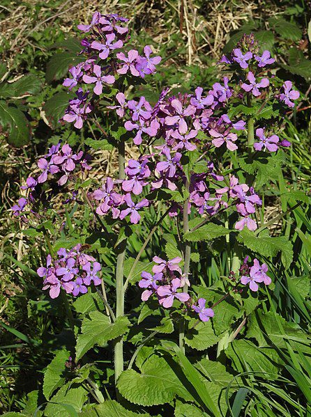 LUNARIA ANNUA - JUDASZOWE SREBRNIKI - MIESIĄCZNICA ROCZNA - obrazek 2