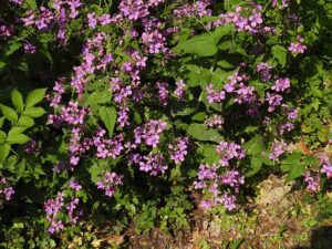 LUNARIA ANNUA - JUDASZOWE SREBRNIKI - MIESIĄCZNICA ROCZNA