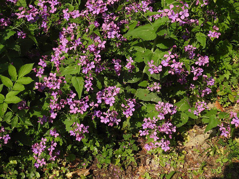 LUNARIA ANNUA - JUDASZOWE SREBRNIKI - MIESIĄCZNICA ROCZNA