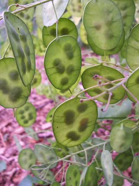 LUNARIA ANNUA - JUDASZOWE SREBRNIKI - MIESIĄCZNICA ROCZNA - obrazek 3