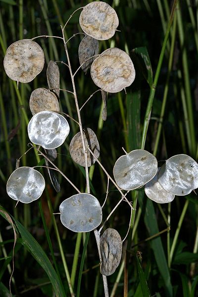 LUNARIA ANNUA - JUDASZOWE SREBRNIKI - MIESIĄCZNICA ROCZNA - obrazek 4