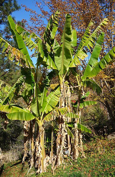 BANANOWIEC RED TIGER - MUSA SIKKIMENSIS - obrazek 4
