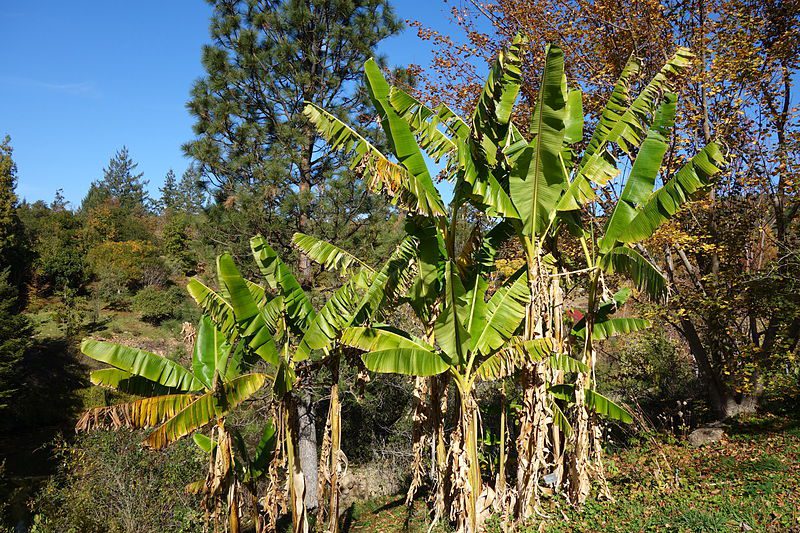 BANANOWIEC RED TIGER - MUSA SIKKIMENSIS