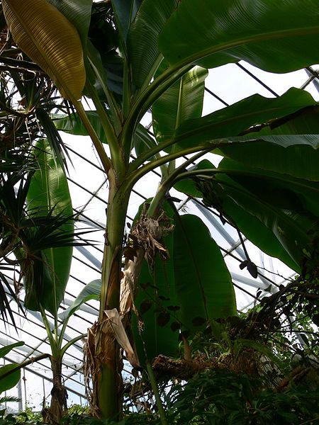 BANANOWIEC RED TIGER - MUSA SIKKIMENSIS - obrazek 3