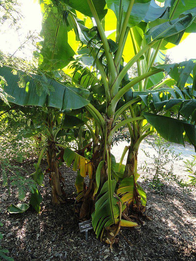 BANANOWIEC RED TIGER - MUSA SIKKIMENSIS - obrazek 2