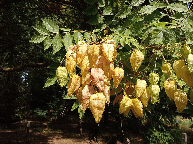 MYDLENIEC WIECHOWATY- KOELREUTERIA PANICULATA - obrazek 4
