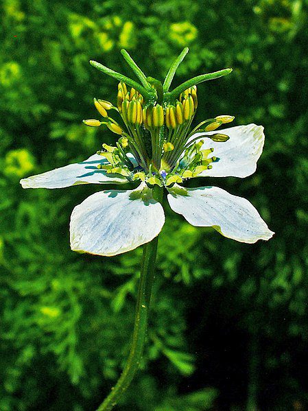 CZARNUSZKA SIEWNA - MIODODAJNA- NIGELLA SATIVA - obrazek 3