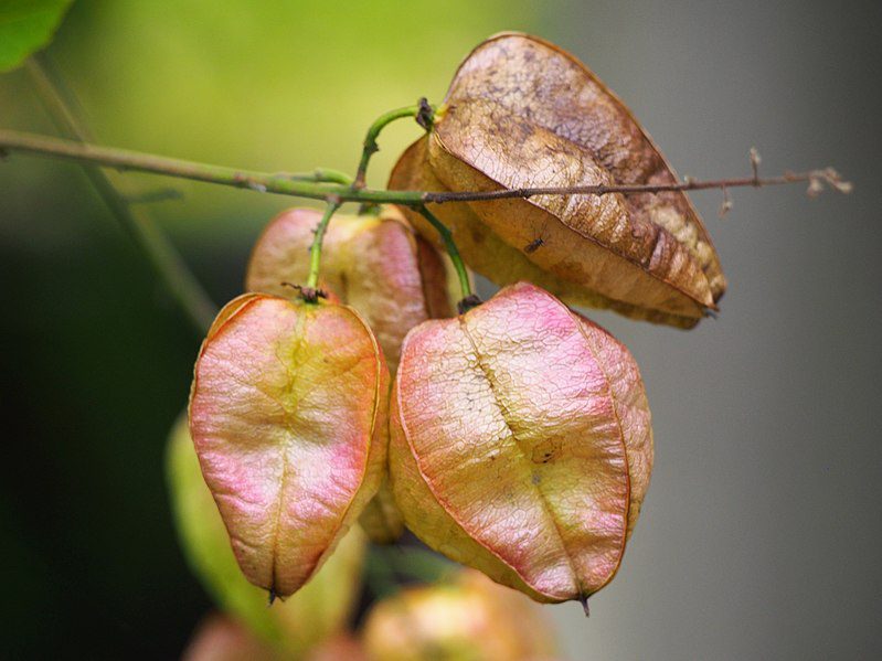 MYDLENIEC WIECHOWATY- KOELREUTERIA PANICULATA - obrazek 3