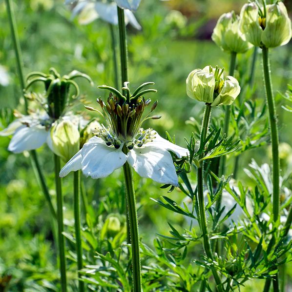 CZARNUSZKA SIEWNA - MIODODAJNA- NIGELLA SATIVA - obrazek 2