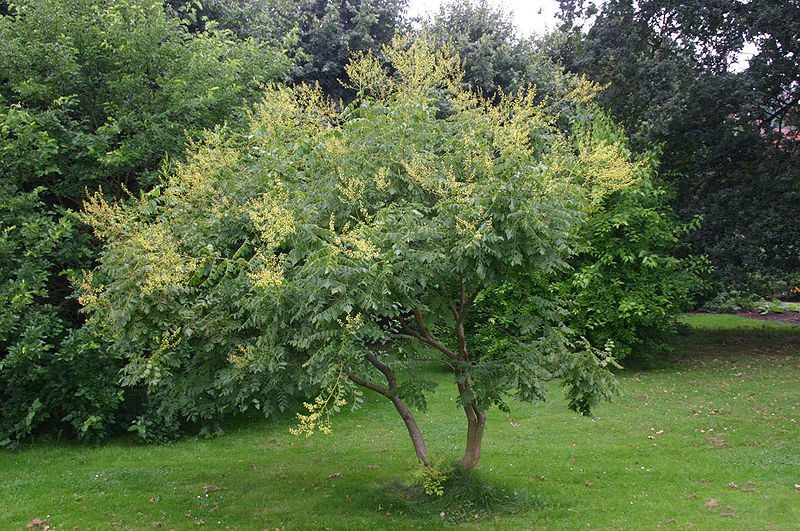 MYDLENIEC WIECHOWATY- KOELREUTERIA PANICULATA - obrazek 2