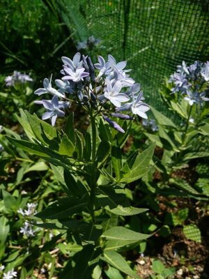 AMZONIA NADREŃSKA - AMSONIA TABERNAEMONTANA