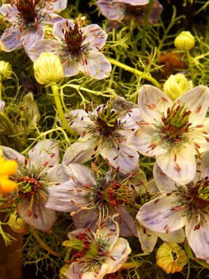 CZARNUSZKA SIEWNA - MIODODAJNA- NIGELLA SATIVA
