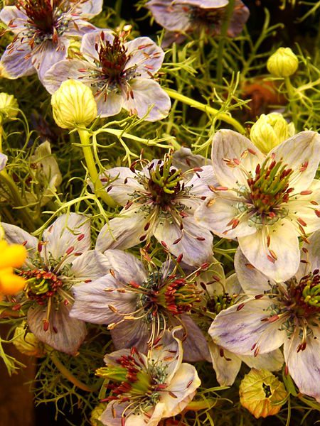 CZARNUSZKA SIEWNA - MIODODAJNA- NIGELLA SATIVA