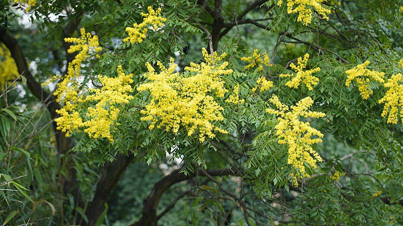 MYDLENIEC WIECHOWATY- KOELREUTERIA PANICULATA