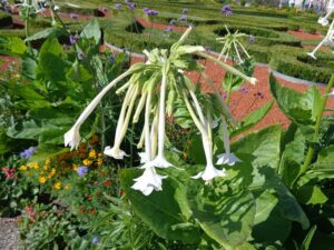 GIGANTYCZNY TYTOŃ LEŚNY-NICOTIANA SYLVESTRIS