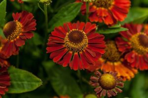 DZIELŻAN JESIENNY - MIODODAJNY - HELENIUM AUTUMNALE