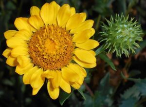 DOGLĘDKA NASTROSZONA - GRINDELIA SQUARROSA